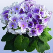 Примула обконика Primula obconica