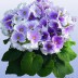 Примула обконика Primula obconica - Примула обконика Primula obconica