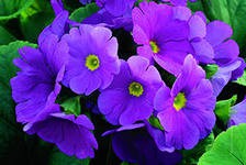 Примула обконика Primula obconica - Примула обконика Primula obconica