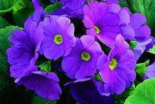 Примула обконика Primula obconica