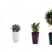 Комплект из 4 растений
