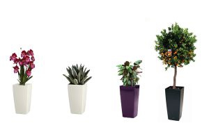 Комплект из 4 растений Комплект из 4 растений пересаженных в умное кашпо с автополивом Lechuza