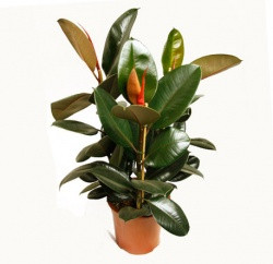 Фикус Эластика Абиджан 3 ствола