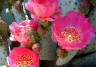 Опунция  (Opuntia)