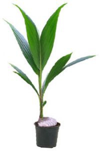 Кокос окос орехоносный или кокосовая пальма, плоды которого, так называемые кокосовые орехи, продаются по всему миру, первоначально произрастал в Центральной и Южной Америке, где был открыт собирателями в 1690 г. Сейчас этот вид растет повсеместно в тропической зоне. Название растения восходит к португальскому слову coco - "обезьяна"Кокос орехоносный - привлекательное, необычное комнатное растение, особенно молодые экземпляры. Кокос вырастает из ореха, до половины погруженного в землю в горшке. Молодое растение представляет собой пучок широких гибких листьев, ствол появляется лишь у зрелых, старых кокосовых пальм. Шансы получить плоды этого растения в домашних условиях практически равны нулю (даже в оранжерее!). В домашних условиях выращивабт разновидность- кокос Ведделя , или кокосовая пальма миниатюрная, - маленькая пальмочка с гибкими перистыми листьями, изящная и ажурная. Выбрать карликовую кокосовую пальму нетрудно, нужно только избегать растений с коричневатыми, ломкими, подсохшими листьями - они росли в пересушенной земле. Кокосы не легки для культивирования в квартире, оба вида растут хорошо только в теплице или оранжерее. В тропиках кокосовая пальма вырастает до 30 м в высоту, в домашних условиях - до 3 м. Максимальная высота карликовой кокосовой пальмы- 120 см, обычная величина имеющихся в продаже экземпляров - 30-40 см. Чтобы достигнуть максимальной величины, растению нужно около 20 лет. Кокосы растут медленно, за год прибавляя по несколько сантиметров. Если ваша пальма переживет первые два года, которые являются критическим периодом, то можете быть уверены - она проживет долго.