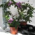 Домашнее растение цветок Пассифлора - Домашнее растение цветок Пассифлора