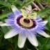 Домашнее растение цветок Пассифлора - Домашнее растение цветок Пассифлора