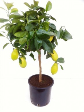 Цитрофортунелла цитрус лимон - Цитрофортунелла цитрус лимон