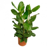 Фикус бенгальский Одри Ficus benghalensis Audrey