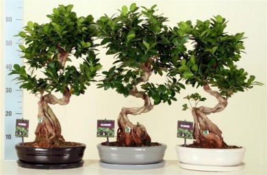 Бонсай  - Bonsai Ficus 60-70см - Бонсай  - Bonsai Ficus 60-70см