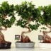 Бонсай  - Bonsai Ficus 60-70см - Бонсай  - Bonsai Ficus 60-70см