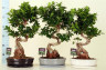 Бонсай  - Bonsai Ficus 60-70см