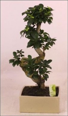 Бонсай  - Bonsai Ficus 60-70см - Бонсай  - Bonsai Ficus 60-70см