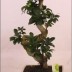 Бонсай  - Bonsai Ficus 60-70см - Бонсай  - Bonsai Ficus 60-70см