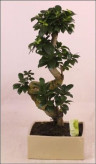 Бонсай  - Bonsai Ficus 60-70см
