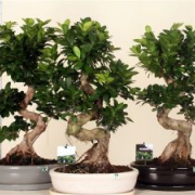 Бонсай  - Bonsai Ficus 60-70см