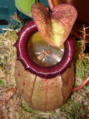 Непентес - насекомоядное растение хищник - Непентес - насекомоядное растение хищник