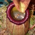 Непентес - насекомоядное растение хищник - Непентес - насекомоядное растение хищник