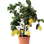 Лимонное дерево — комнатный лимон с плодами