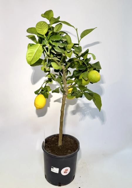 Лимонное дерево — комнатный лимон с плодами