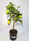 Лимонное дерево — комнатный лимон с плодами