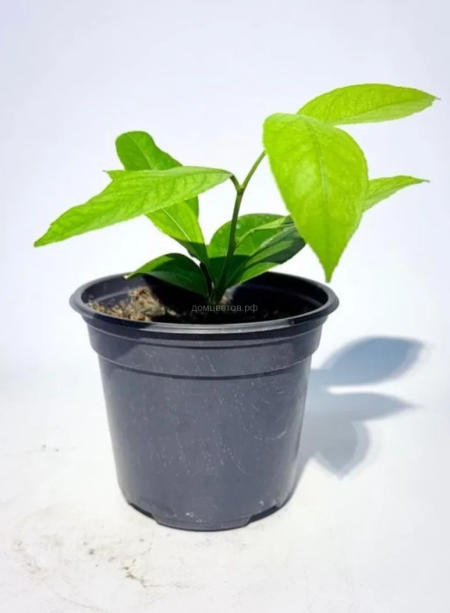 Лимонное дерево — комнатный лимон с плодами