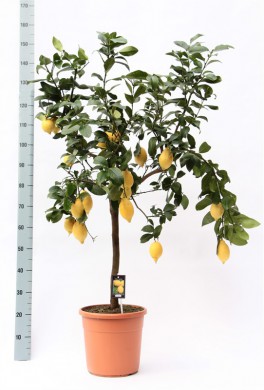 Лимонное дерево  - Лимонное дерево 
