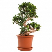 Фикус Микрокарпа Бонсай - Bonsai Ficus