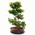 Фикус Микрокарпа Бонсай - Bonsai Ficus - Фикус Микрокарпа Бонсай - Bonsai Ficus