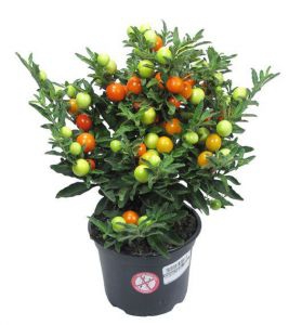 Солянум Solanum Pseudocapsic - Солянум Solanum Pseudocapsic