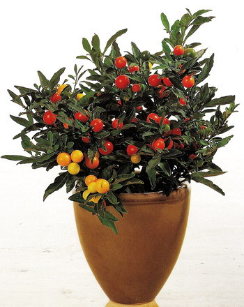 Солянум Solanum Pseudocapsic