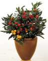 Солянум Solanum Pseudocapsic