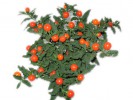 Солянум Solanum Pseudocapsic