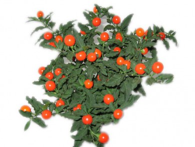 Солянум Solanum Pseudocapsic - Солянум Solanum Pseudocapsic