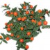 Солянум Solanum Pseudocapsic - Солянум Solanum Pseudocapsic