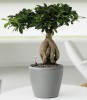 Фикус Микрокарпа Бонсай - Bonsai 