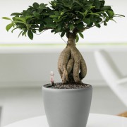 Фикус Микрокарпа Бонсай - Bonsai 