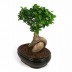 Фикус Микрокарпа Бонсай - Bonsai  - Фикус Микрокарпа Бонсай - Bonsai 