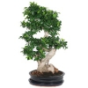 Фикус Микрокарпа Бонсай - Bonsai Ficus 120 см