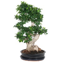 Фикус Микрокарпа Бонсай - Bonsai Ficus 120 см - Фикус Микрокарпа Бонсай - Bonsai Ficus 120 см