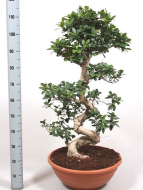 Фикус Микрокарпа Бонсай - Bonsai Ficus 120 см - Фикус Микрокарпа Бонсай - Bonsai Ficus 120 см