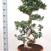 Фикус Микрокарпа Бонсай - Bonsai Ficus 120 см - Фикус Микрокарпа Бонсай - Bonsai Ficus 120 см