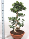 Фикус Микрокарпа Бонсай - Bonsai Ficus 120 см