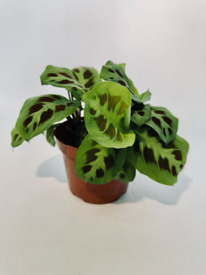 Маранта Керховиана