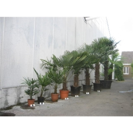 Трахикарпус Trachycarpus