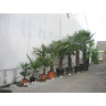 Трахикарпус Trachycarpus