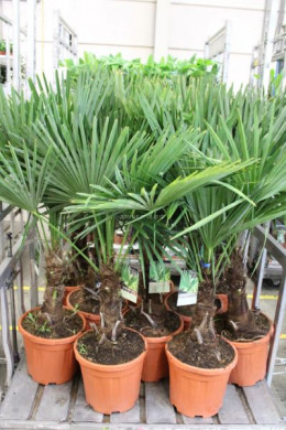 Трахикарпус Trachycarpus - Трахикарпус Trachycarpus