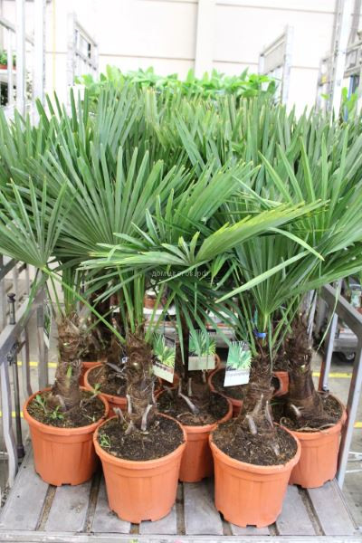 Трахикарпус Trachycarpus
