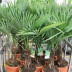 Трахикарпус Trachycarpus - Трахикарпус Trachycarpus