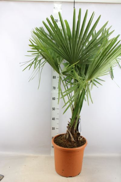 Трахикарпус Trachycarpus